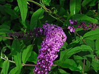 Buddleja